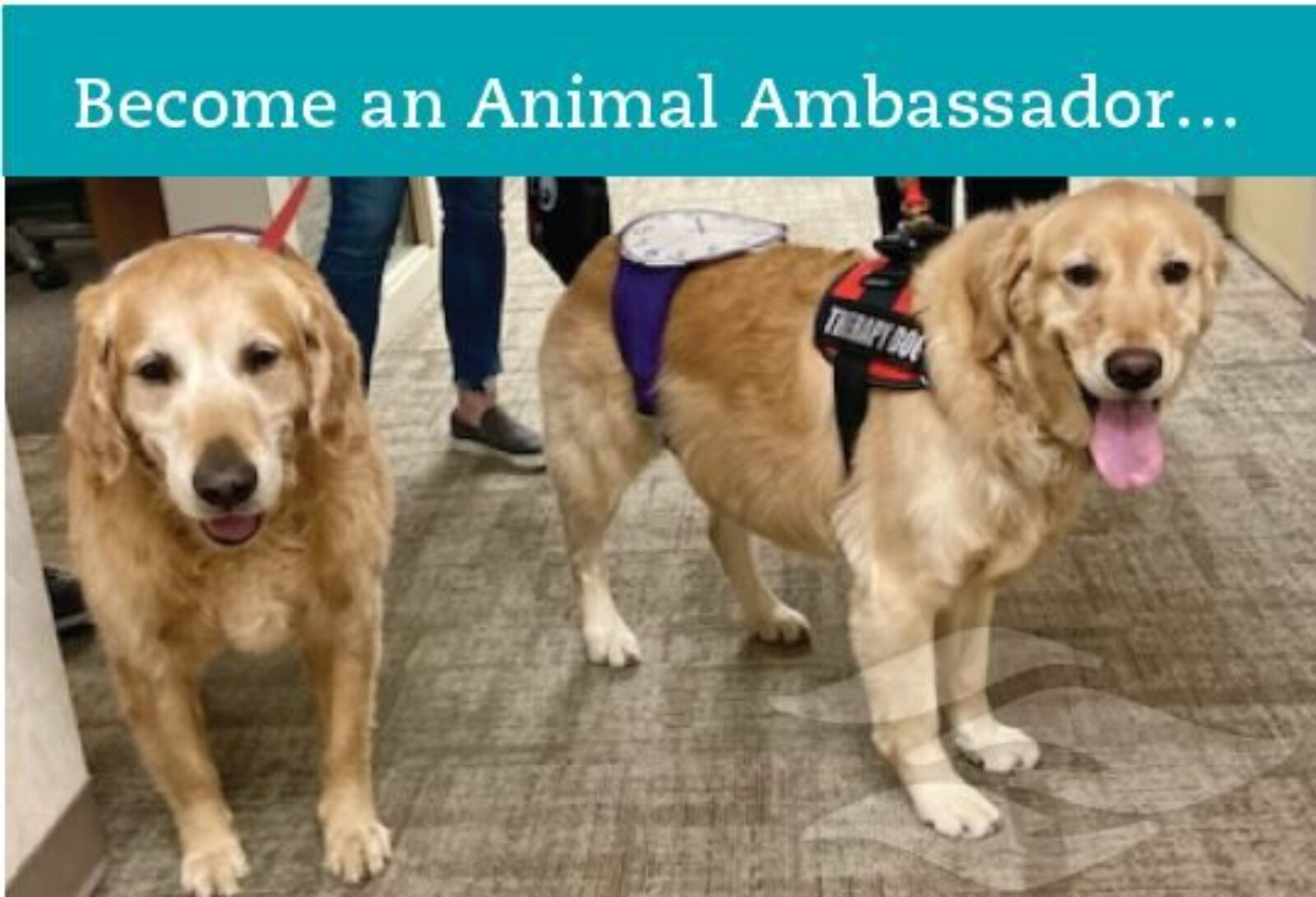 Your Dog Could be an Animal Ambassador!
