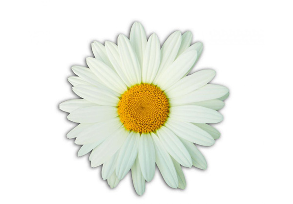 picture of a daisy flower